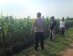 Dukung Swasembada Pangan Nasional, Polisi Pantau Tanaman Jagung di Catakgayam Jombang
