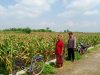 Dukung Ketahanan Pangan, Polisi Jombang Pantau Tanaman Jagung Warga Gondek