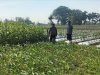 Tugas Baru Polisi, Polsek Perak Jombang Dampingi Petani Jagung
