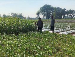 Tugas Baru Polisi, Polsek Perak Jombang Dampingi Petani Jagung