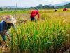 Digenjot Tanam 3 Kali Setahun, Hasil Panen Padi di Pojokkulon Jombang Merosot Tajam