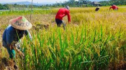 Digenjot Tanam 3 Kali Setahun, Hasil Panen Padi di Pojokkulon Jombang Merosot Tajam
