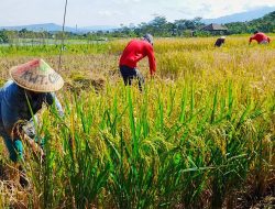 Digenjot Tanam 3 Kali Setahun, Hasil Panen Padi di Pojokkulon Jombang Merosot Tajam