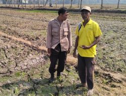Bhabinkamtibmas Polsek Mojowarno Menanam Jagung Bersama Petani