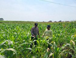 Personel Polsek Bareng Pemantauan Tanaman Jagung Kuartal II Tahun 2026