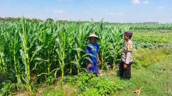 Polsek Ngusikan Laksanakan Pengecekan Lahan Jagungam, Mendukung Ketahanan Pangan