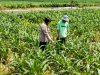 Bhabinkamtibmas Mojongapit Jombang Dampingi Petani