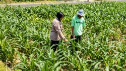 Bhabinkamtibmas Mojongapit Jombang Dampingi Petani