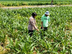 Bhabinkamtibmas Mojongapit Jombang Dampingi Petani