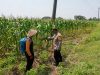 Bhabinkamtibmas Polsek Plandaan  Monitoring Tanaman Jagung, Dukung Ketahanan Nasional