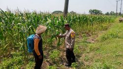 Bhabinkamtibmas Polsek Plandaan  Monitoring Tanaman Jagung, Dukung Ketahanan Nasional