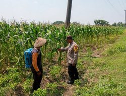 Bhabinkamtibmas Polsek Plandaan  Monitoring Tanaman Jagung, Dukung Ketahanan Nasional